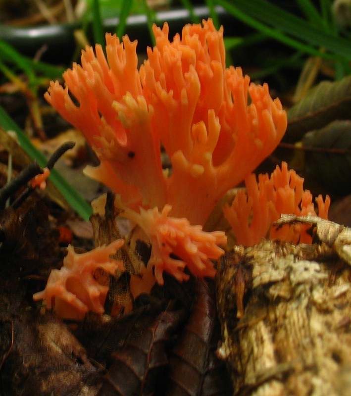 From Istria with love II